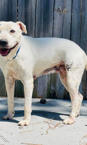 AC-4904" Dotty", ADOPTABLE, Adult Female Pit Bull Terrier.