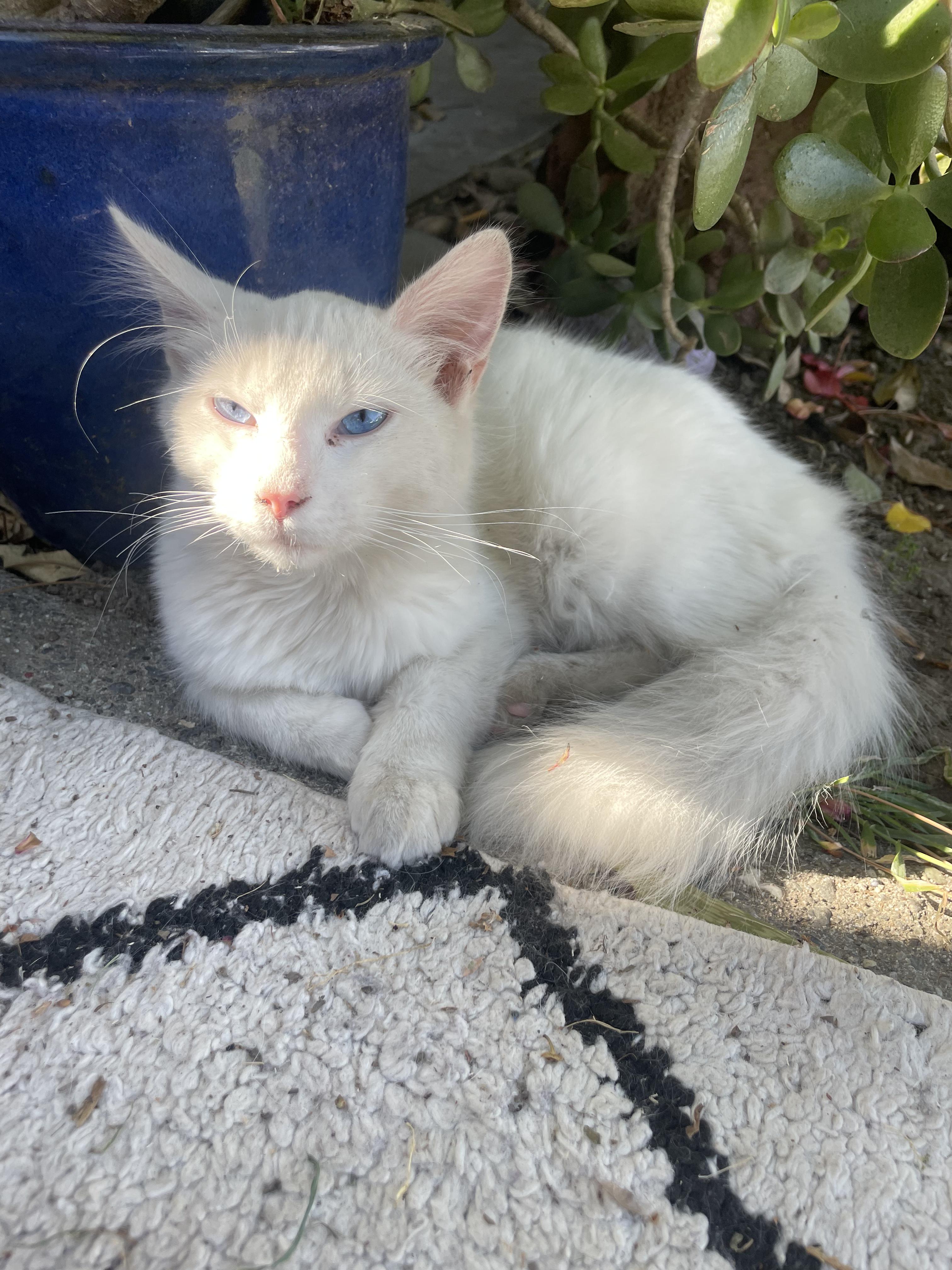 Enlarge Snowball, an adopted Domestic Long Hair in Woodland, CA image 2/2