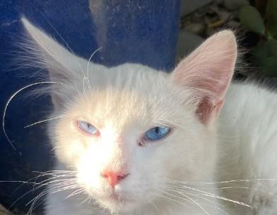 Enlarge Snowball, an adopted Domestic Long Hair in Woodland, CA image 1/2