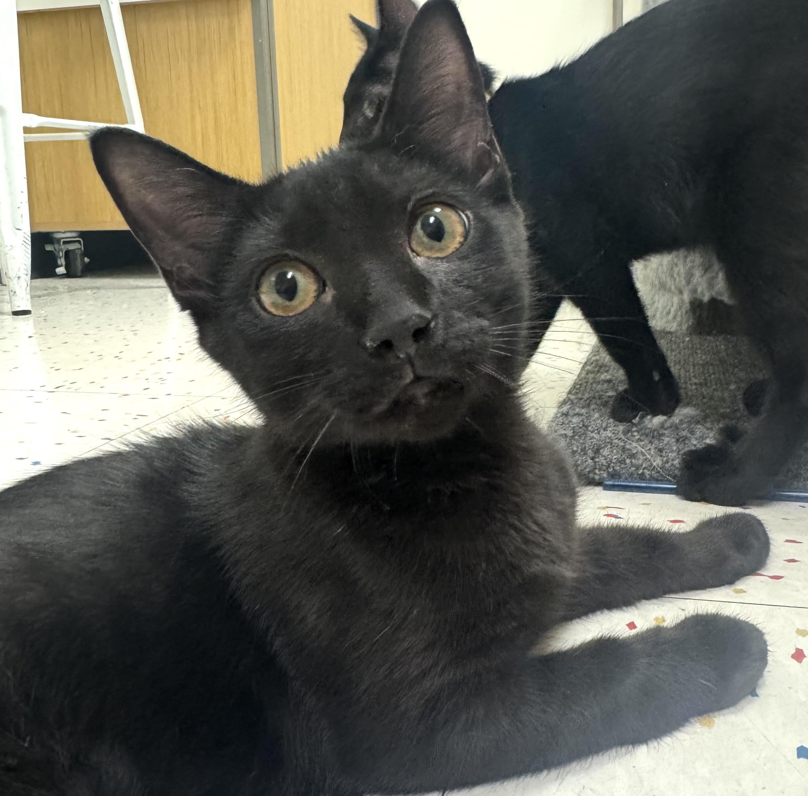 Trail Blazer, an adopted Domestic Short Hair in Lynnwood, WA image 2/2