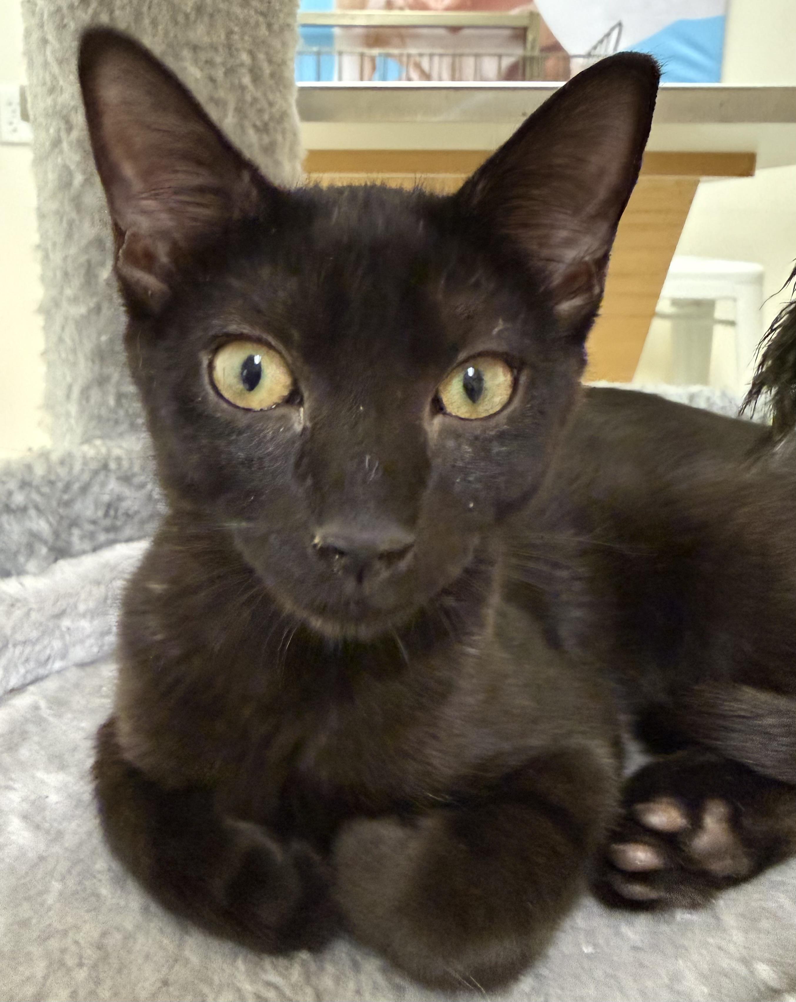 Trail Blazer, adopted, Young Female Domestic Short Hair.
