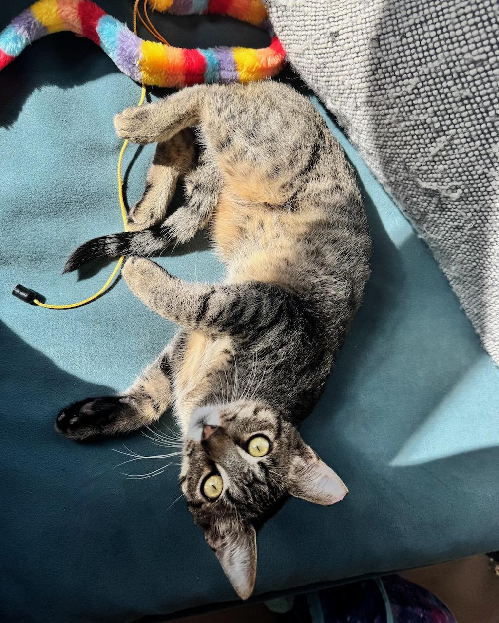 Mikey (bonded with Missy), a Adoptable Domestic Short Hair in San Francisco, CA image 2/6