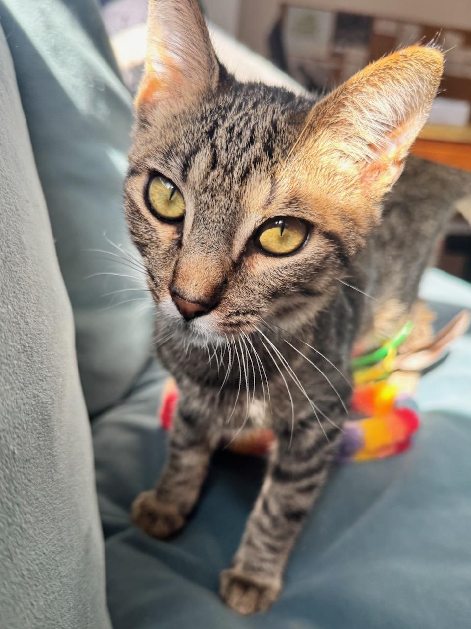 Mikey (bonded with Missy), a Adoptable Domestic Short Hair in San Francisco, CA image 3/6