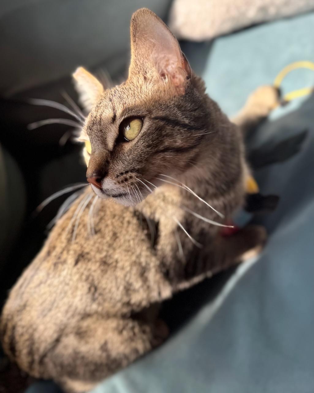 Mikey (bonded with Missy), a Adoptable Domestic Short Hair in San Francisco, CA image 4/6