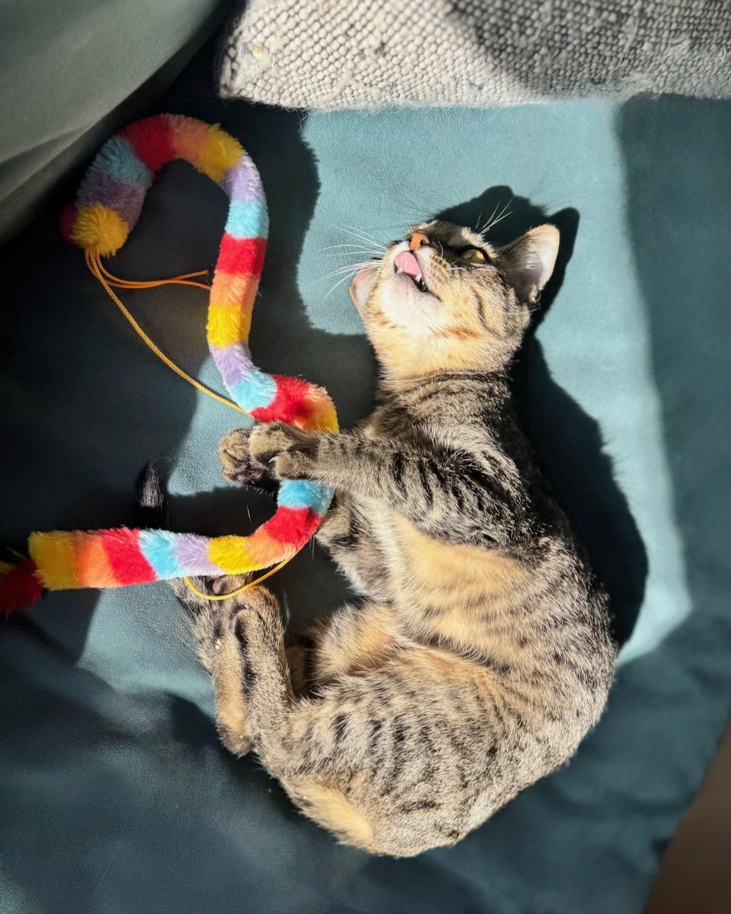 Mikey (bonded with Missy), a Adoptable Domestic Short Hair in San Francisco, CA image 5/6