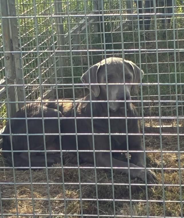 Enlarge Dale, a Adopted Labrador Retriever in Munfordville, KY image 3/3