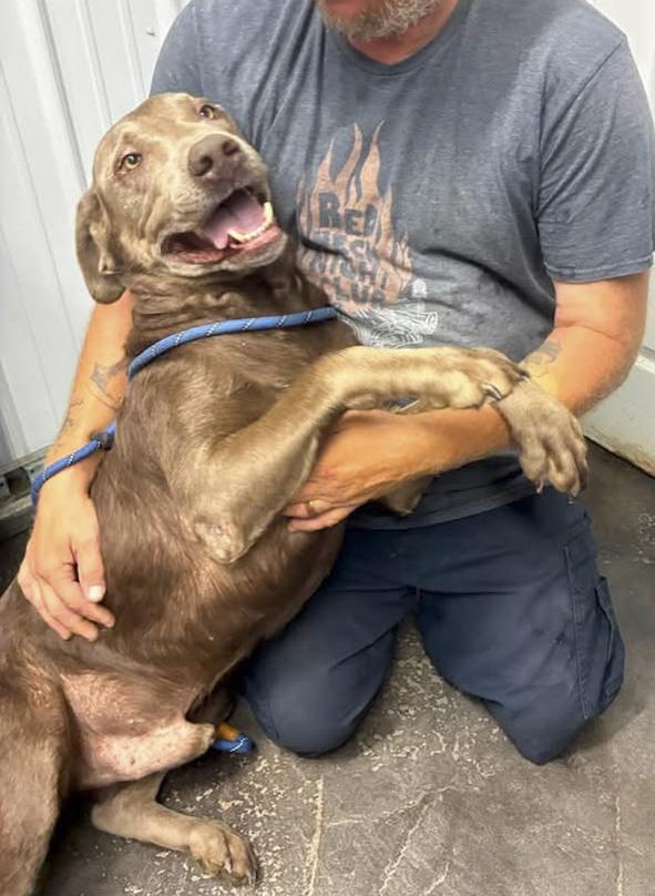 Dale, ADOPTABLE, Adult Male Labrador Retriever.