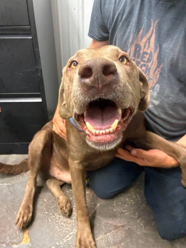 Enlarge Dale, a Adopted Labrador Retriever in Munfordville, KY image 2/3