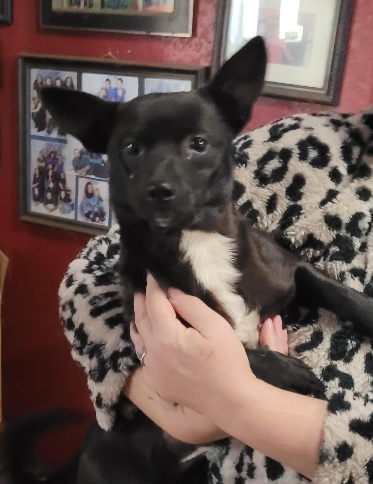 Pepper, adopted, Adult Male Dachshund & Chihuahua.