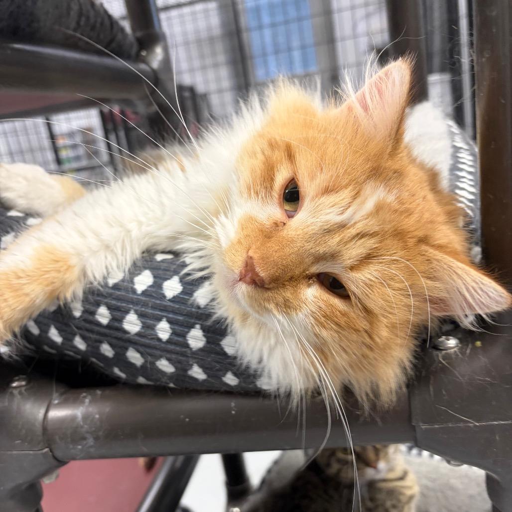 Enlarge Marcellus, a Adoptable Domestic Long Hair in Carroll, IA image 1/3