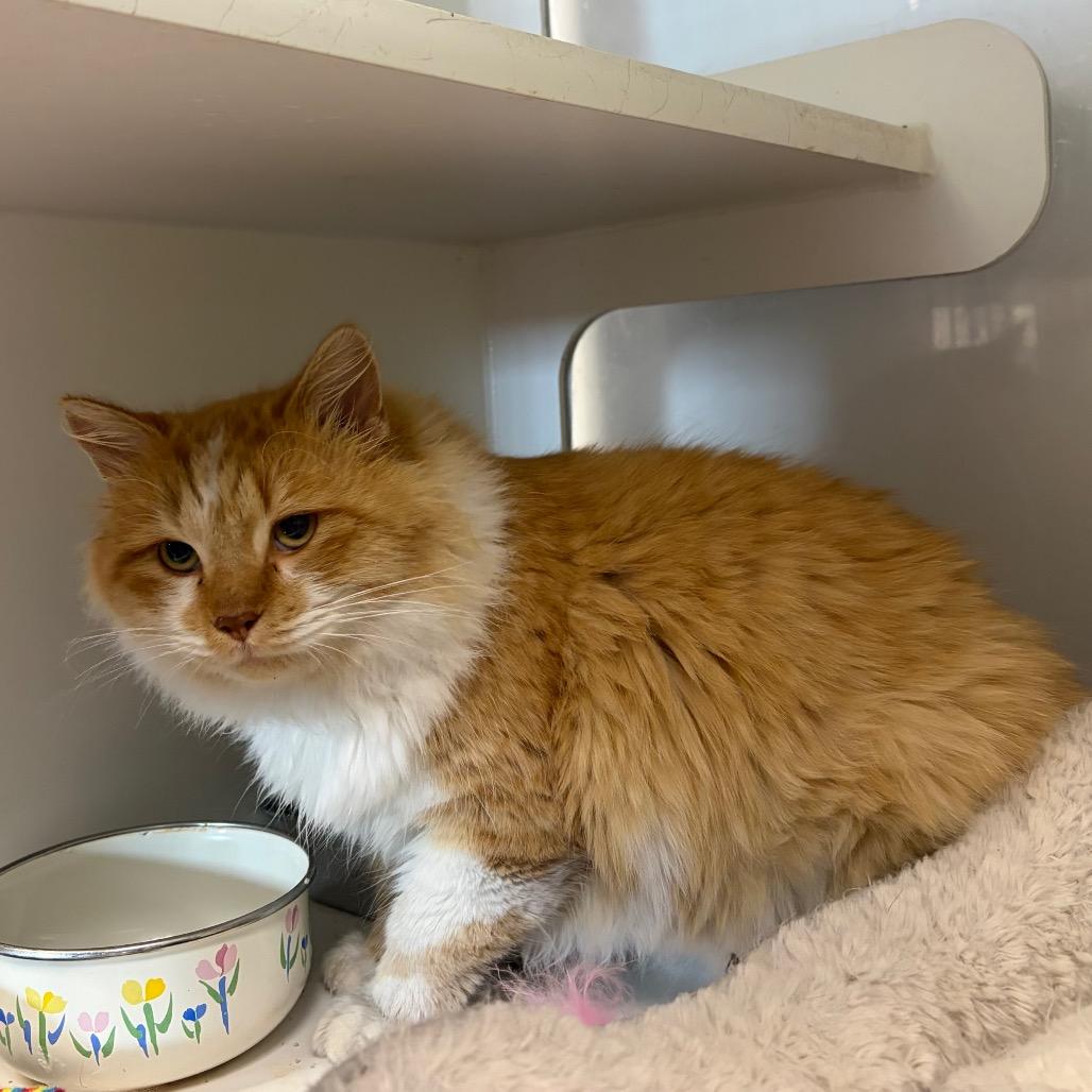 Marcellus, a Adoptable Domestic Long Hair in Carroll, IA image 1/2