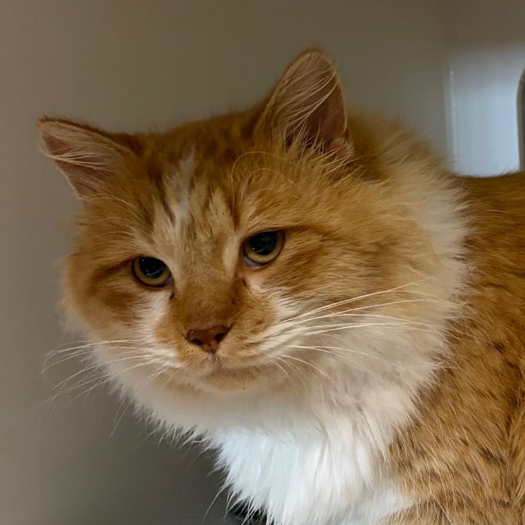 Marcellus, a Adoptable Domestic Long Hair in Carroll, IA image 2/2