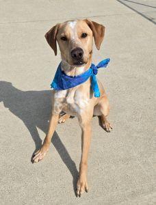 Franklin, an adopted Labrador Retriever in Bucyrus, OH image 1/5