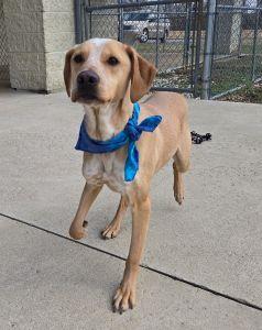 Franklin, an adopted Labrador Retriever in Bucyrus, OH image 3/5