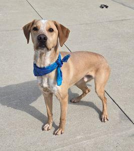 Franklin, an adopted Labrador Retriever in Bucyrus, OH image 2/5