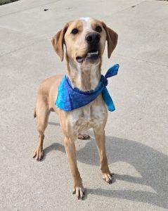 Franklin, an adopted Labrador Retriever in Bucyrus, OH image 4/5