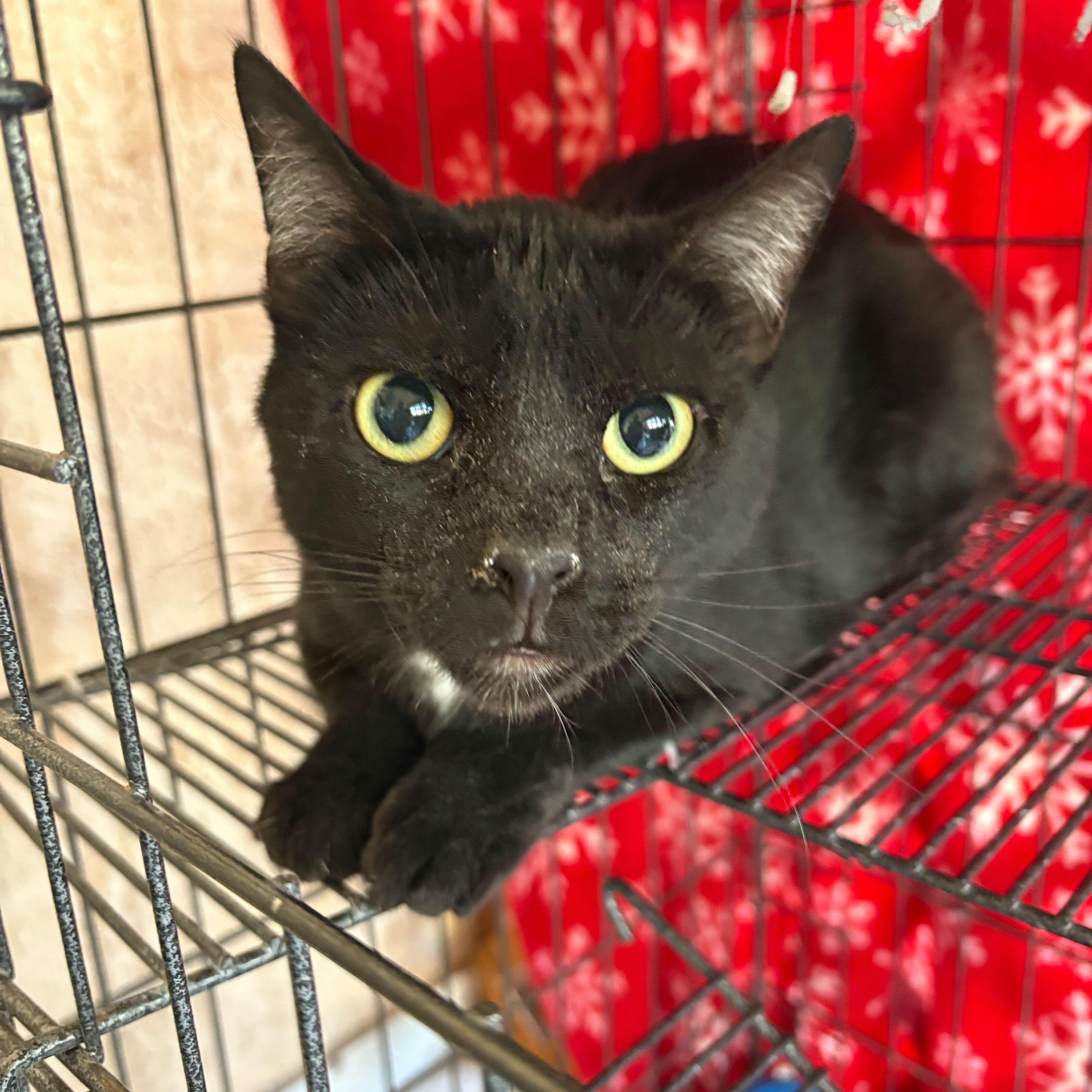 Rex, an adoptable Domestic Short Hair in Las Cruces, NM_image-1