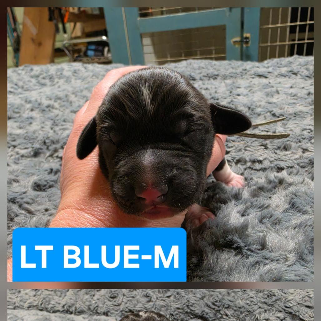 Franklin II, Adoptable, Puppy Male Bluetick Coonhound & Pit Bull Terrier.