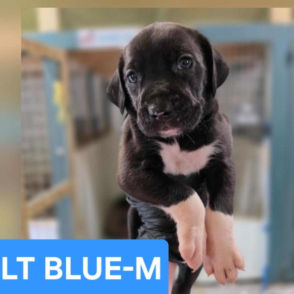 Enlarge Franklin II, a Adoptable mixed breed in Chesapeake, VA image 2/4