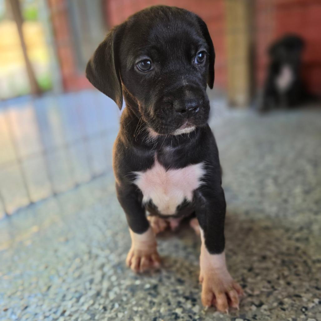 Enlarge Franklin II, a Adoptable mixed breed in Chesapeake, VA image 4/4