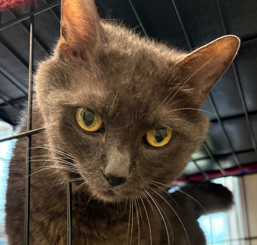 Cassius Clay, Adoptable, Senior Male Russian Blue.