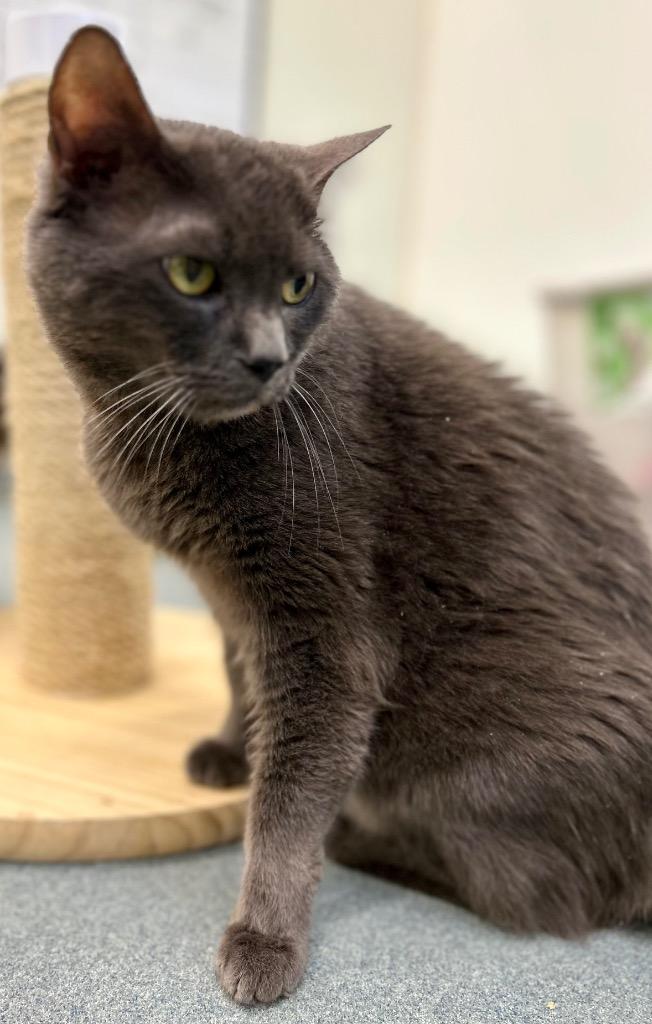 Enlarge Cassius Clay, a Adoptable Russian Blue in Cumberland, ME image 2/4