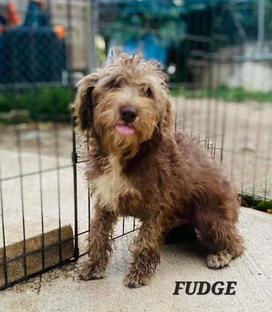 Fudge, ADOPTABLE, Puppy Male Maltese & Poodle.