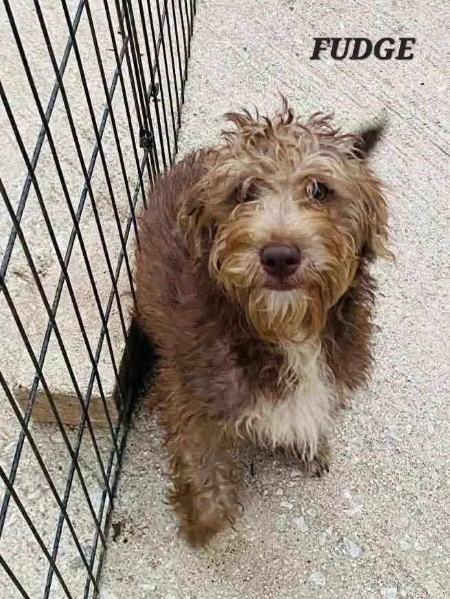 Fudge, a ADOPTABLE mixed breed in Milford, NH image 3/6