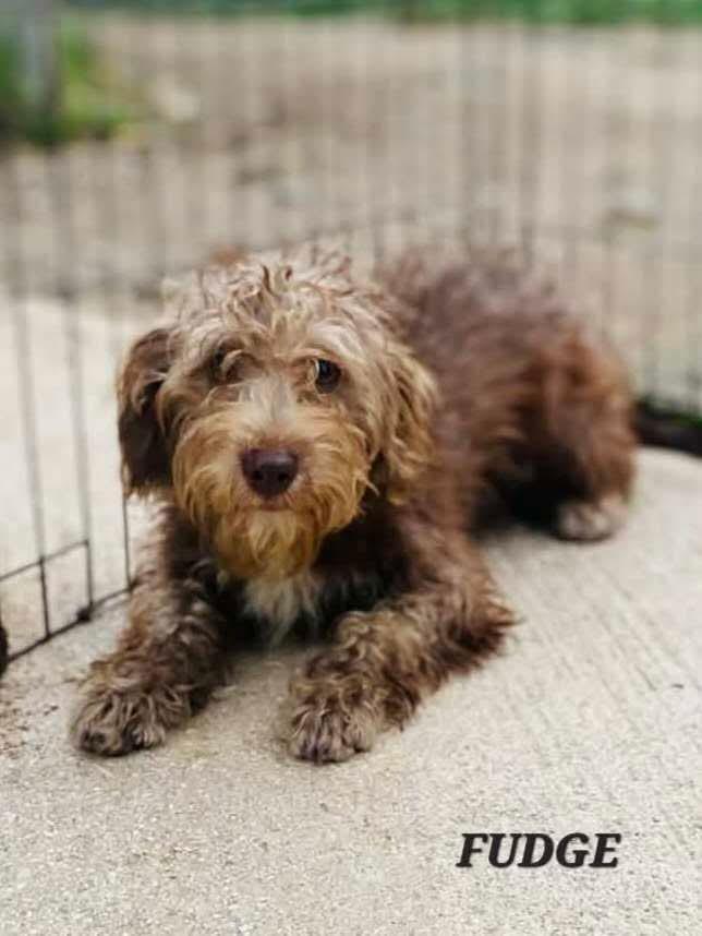 Fudge, a ADOPTABLE mixed breed in Milford, NH image 5/6