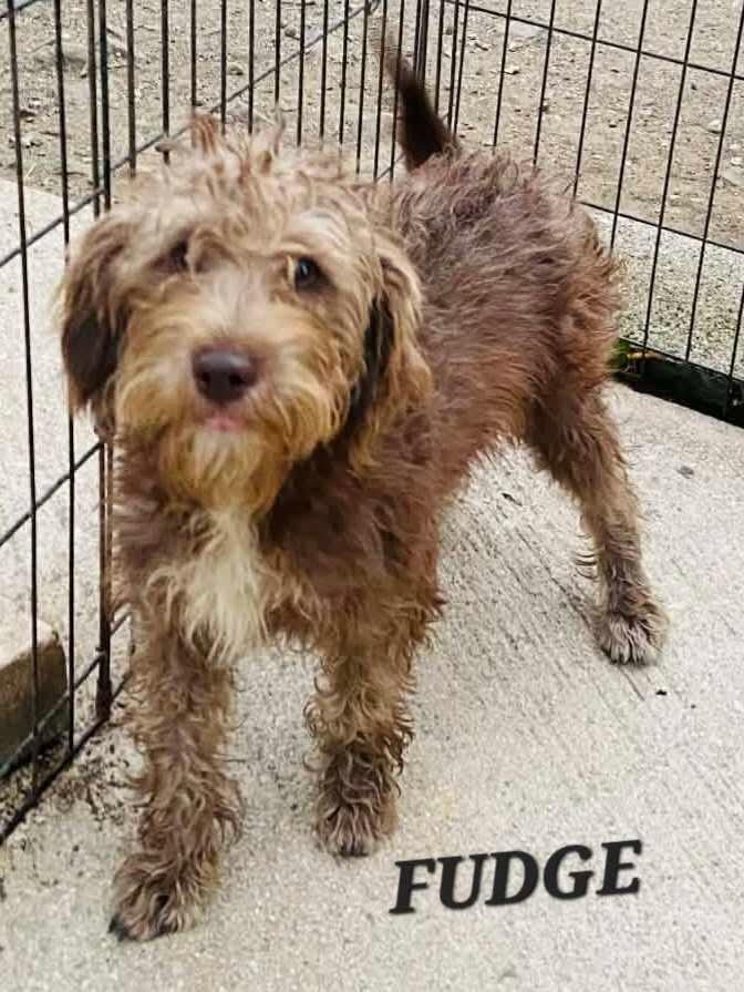 Fudge, a ADOPTABLE mixed breed in Milford, NH image 6/6