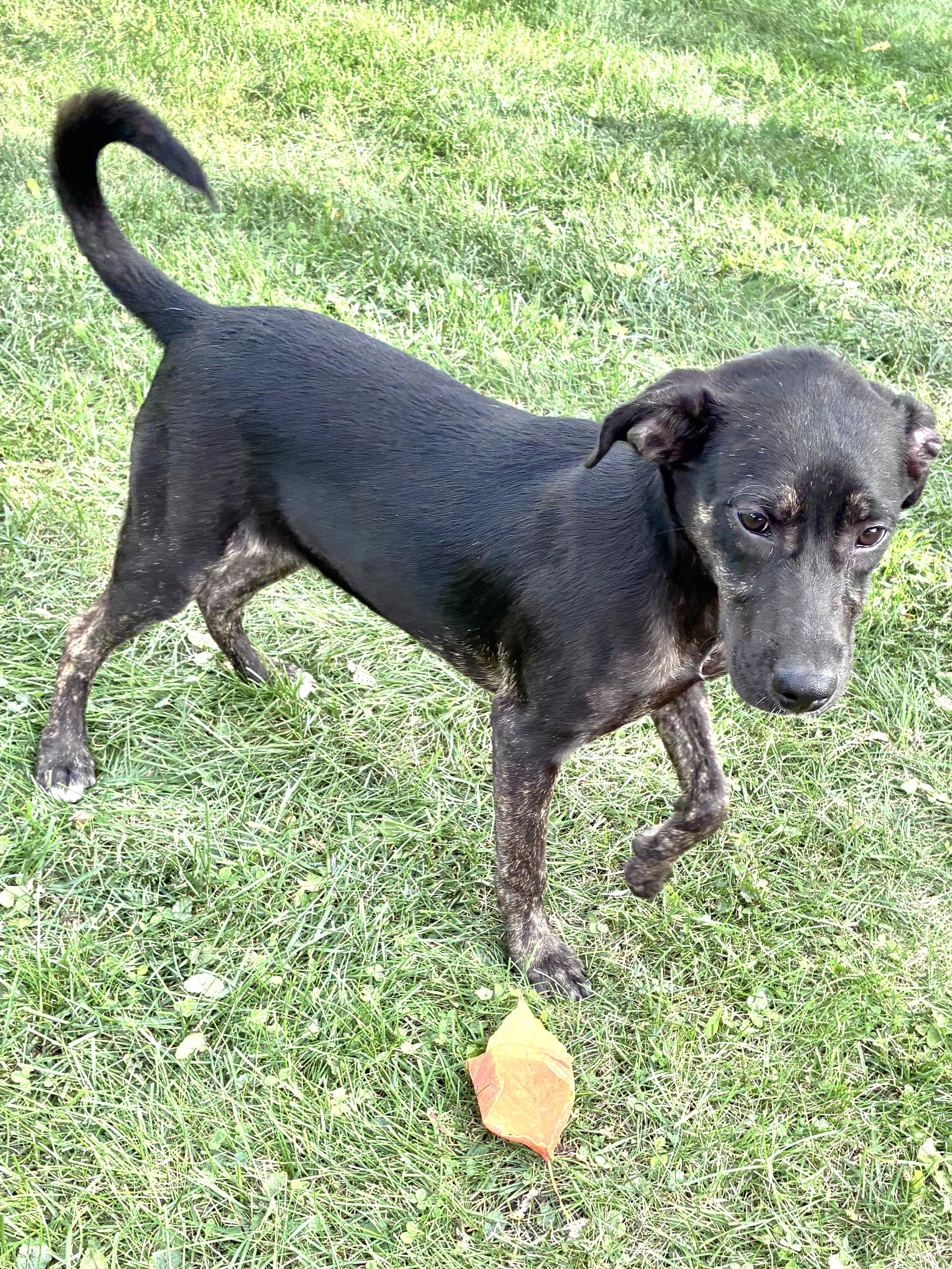 Enlarge Yolanna, a Adoptable mixed breed in West Chicago, IL image 2/3