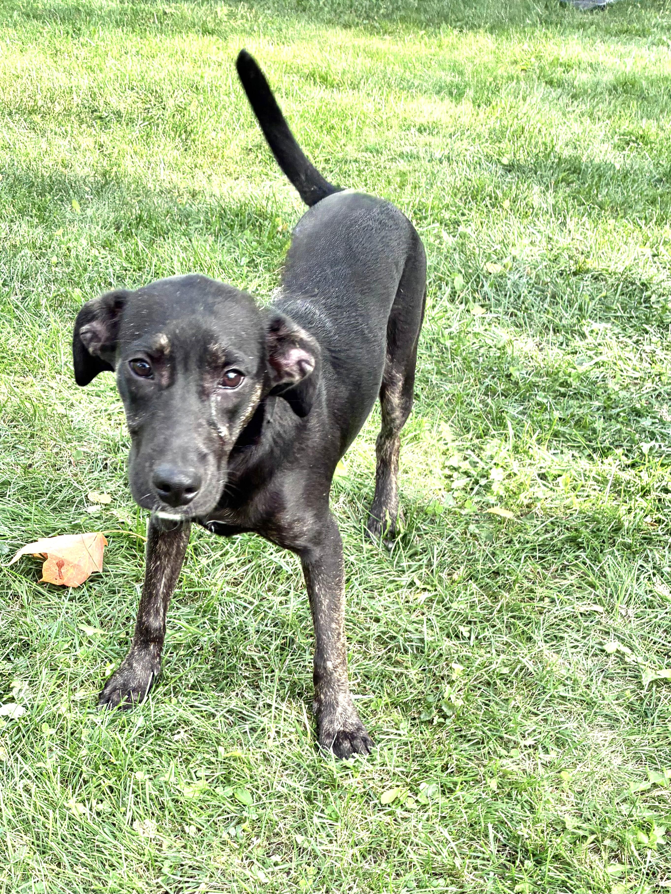 Yolanna, Adoptable, Puppy Female Retriever.