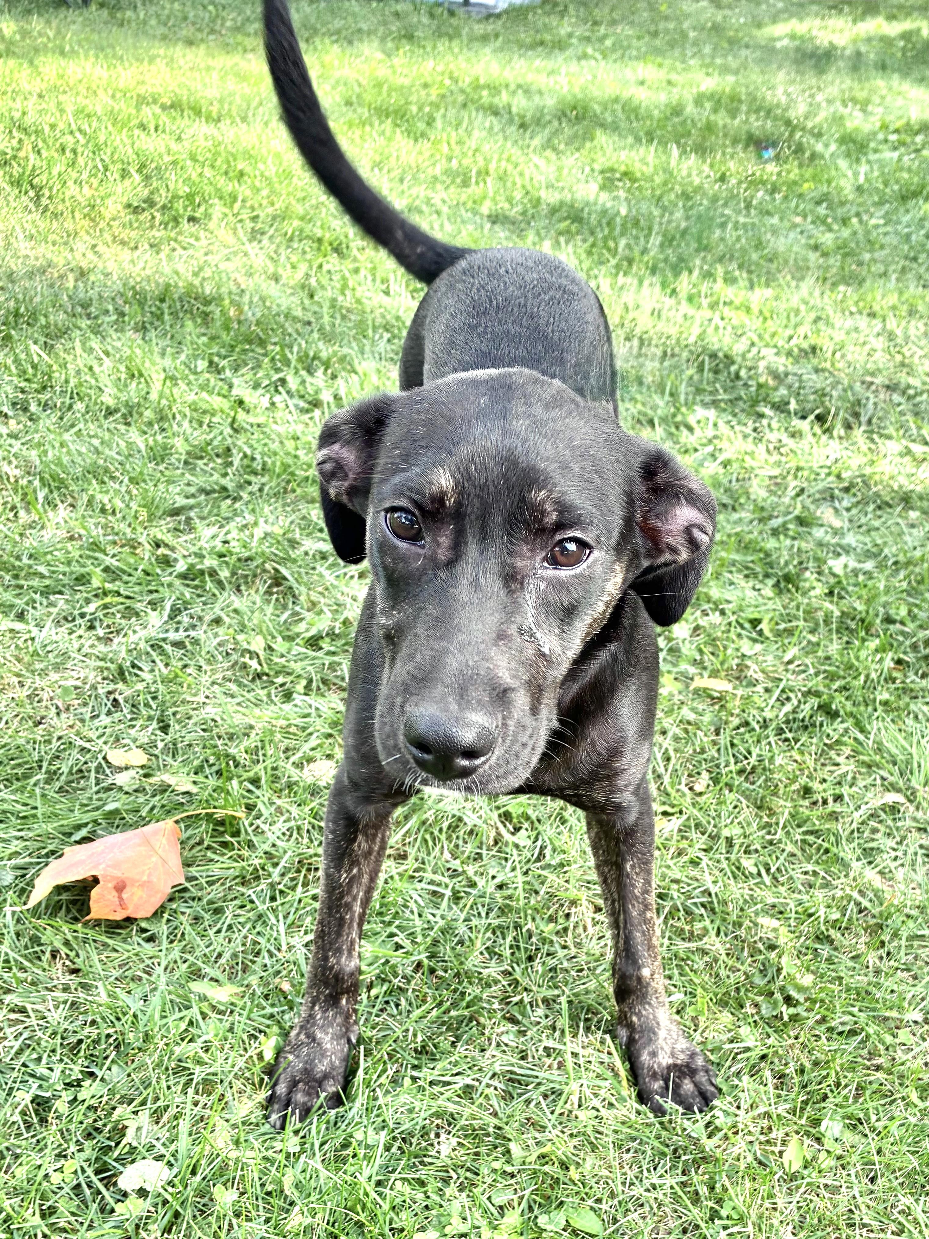 Enlarge Yolanna, a Adoptable mixed breed in West Chicago, IL image 3/3