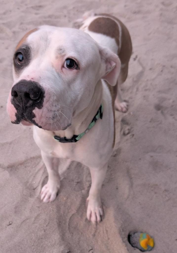 Enlarge Gandhi - Fee Sponsored!, a Adopted American Bulldog in Fort Myers, FL image 1/4