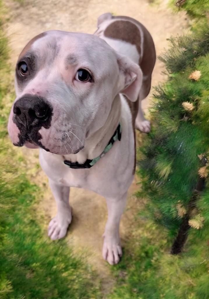 Ghandi-Fee Sponsored!, Adoptable, Adult Male American Bulldog.