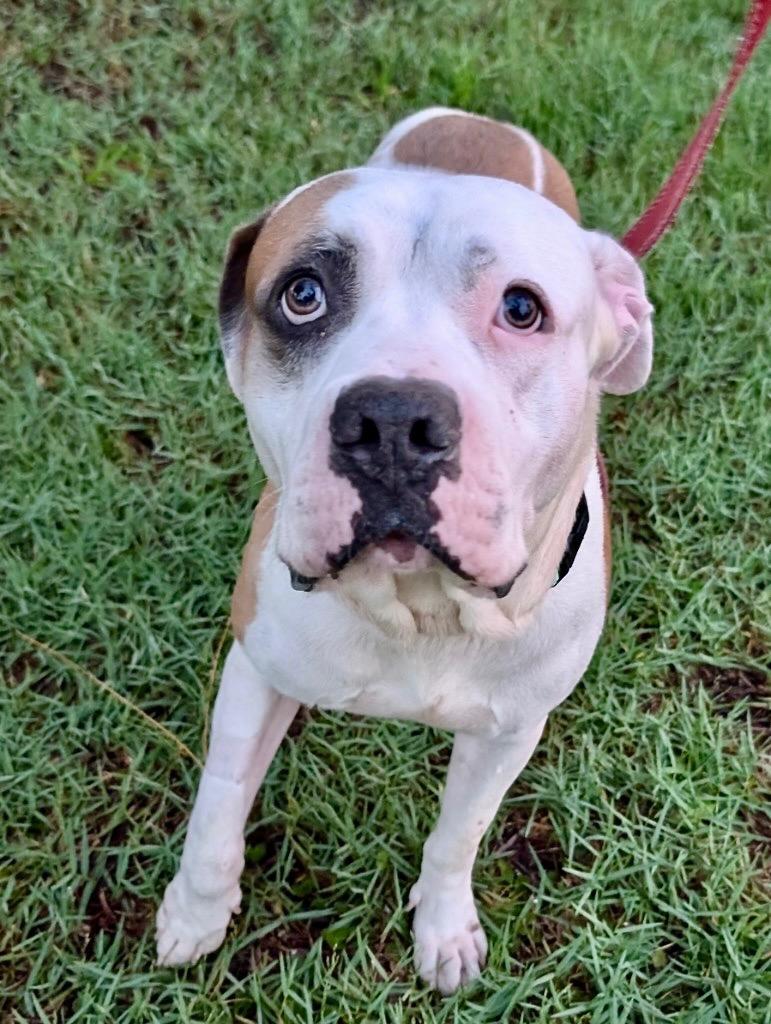 Enlarge Gandhi - Fee Sponsored!, a Adopted American Bulldog in Fort Myers, FL image 3/4