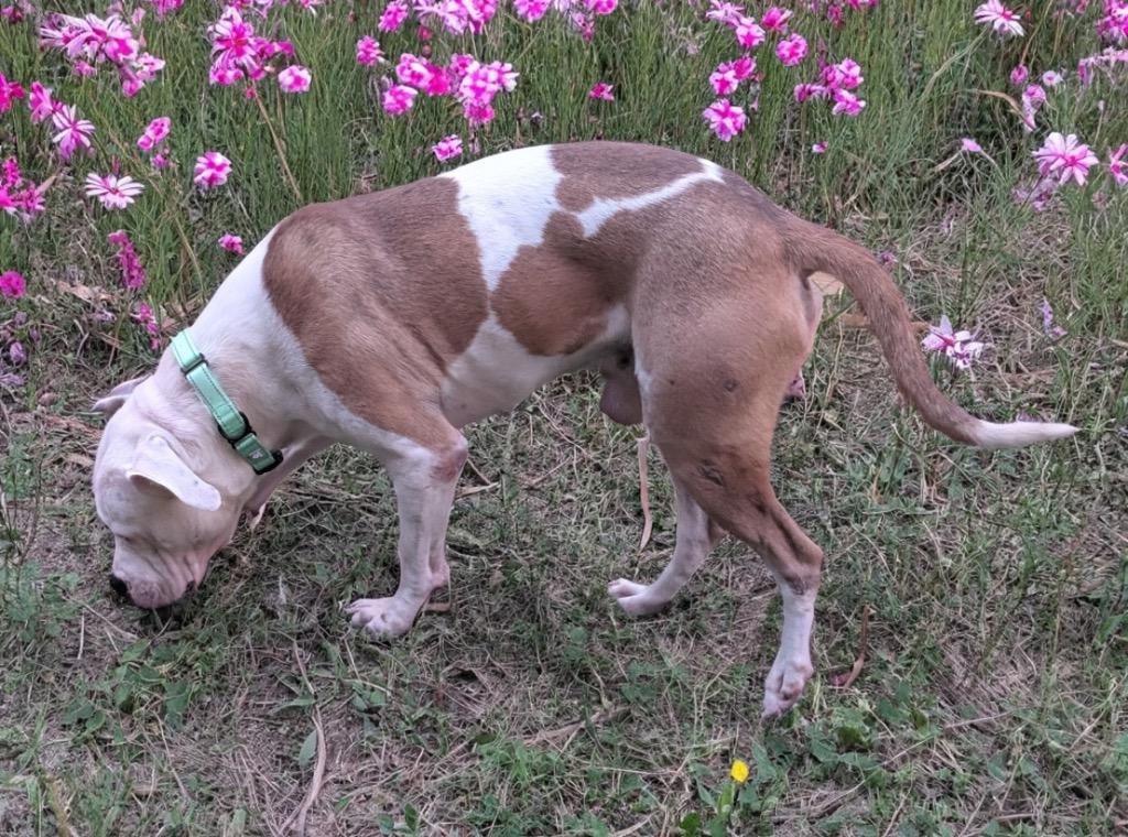 Enlarge Gandhi - Fee Sponsored!, a Adoptable American Bulldog in Fort Myers, FL image 3/4