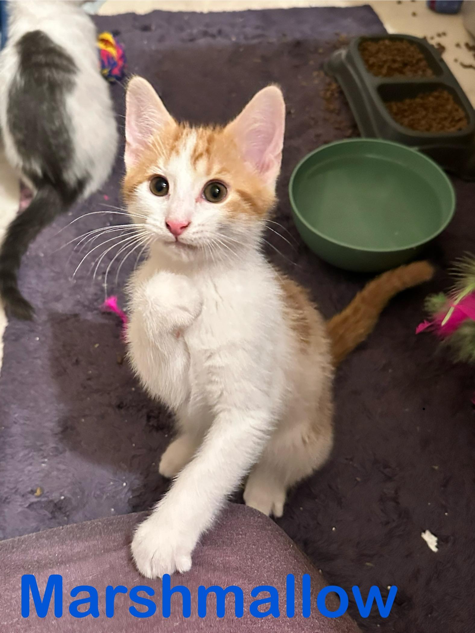 Marshmallow, Baby Male unknown