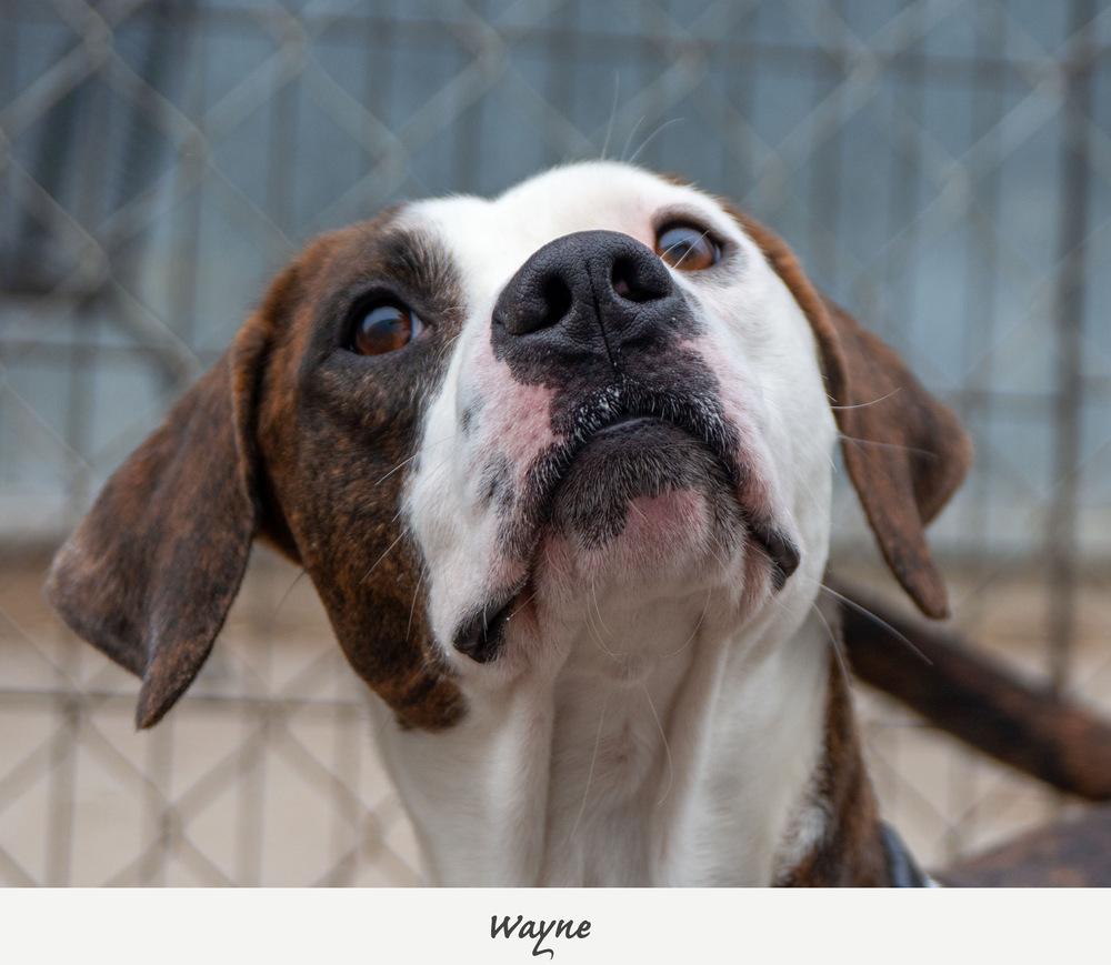 Wayne, Adoptable, Adult Male Boxer & Coonhound.