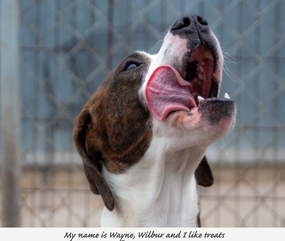 Enlarge Wayne, a Adoptable mixed breed in Fremont, NE image 2/4