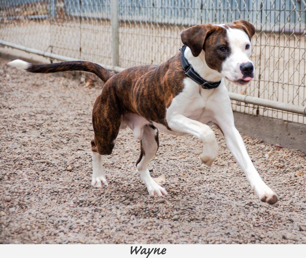 Enlarge Wayne, a Adoptable mixed breed in Fremont, NE image 3/4