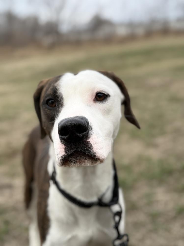 Enlarge Wayne, a Adoptable mixed breed in Fremont, NE image 4/4