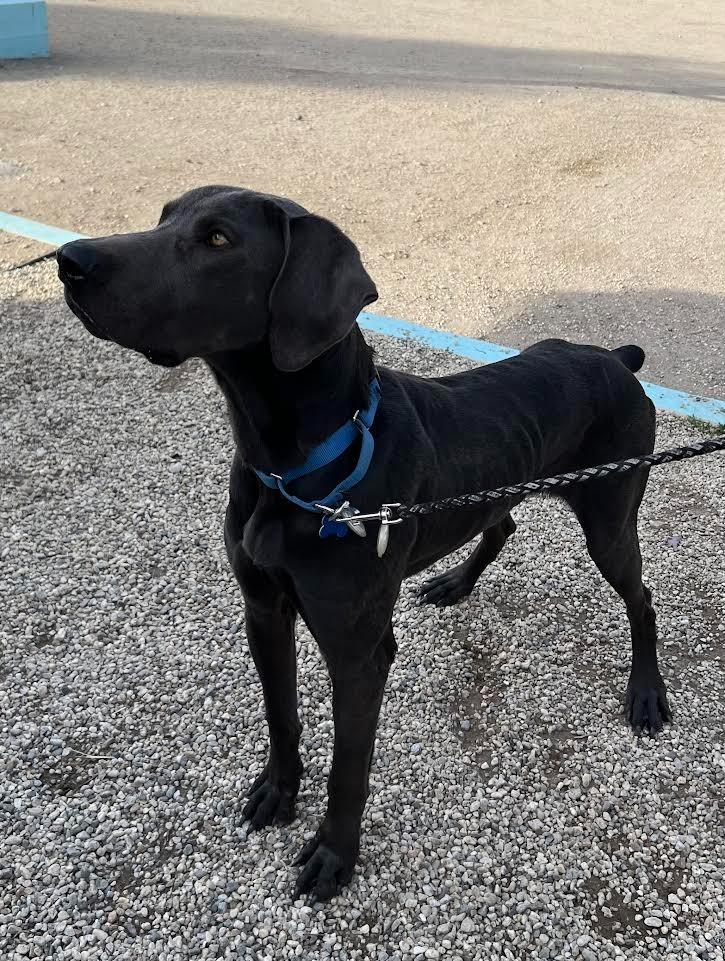 Enlarge Hades, a Adoptable Weimaraner in Los Angeles, CA image 6/6