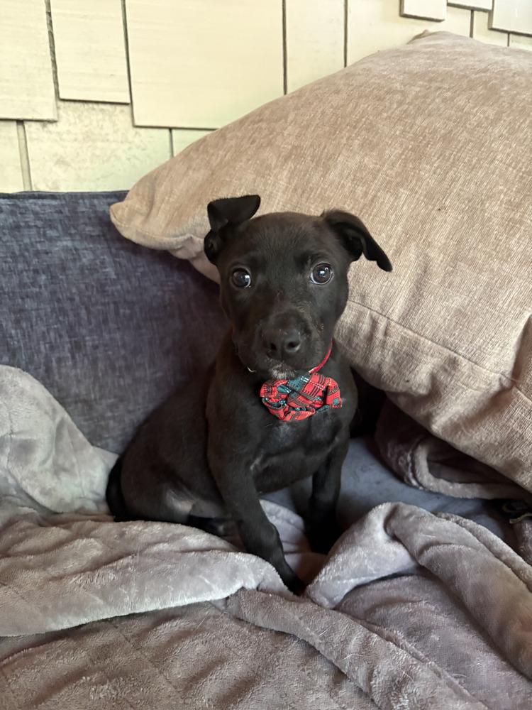 Yogi, Adoptable, Puppy Male Labrador Retriever & Terrier.