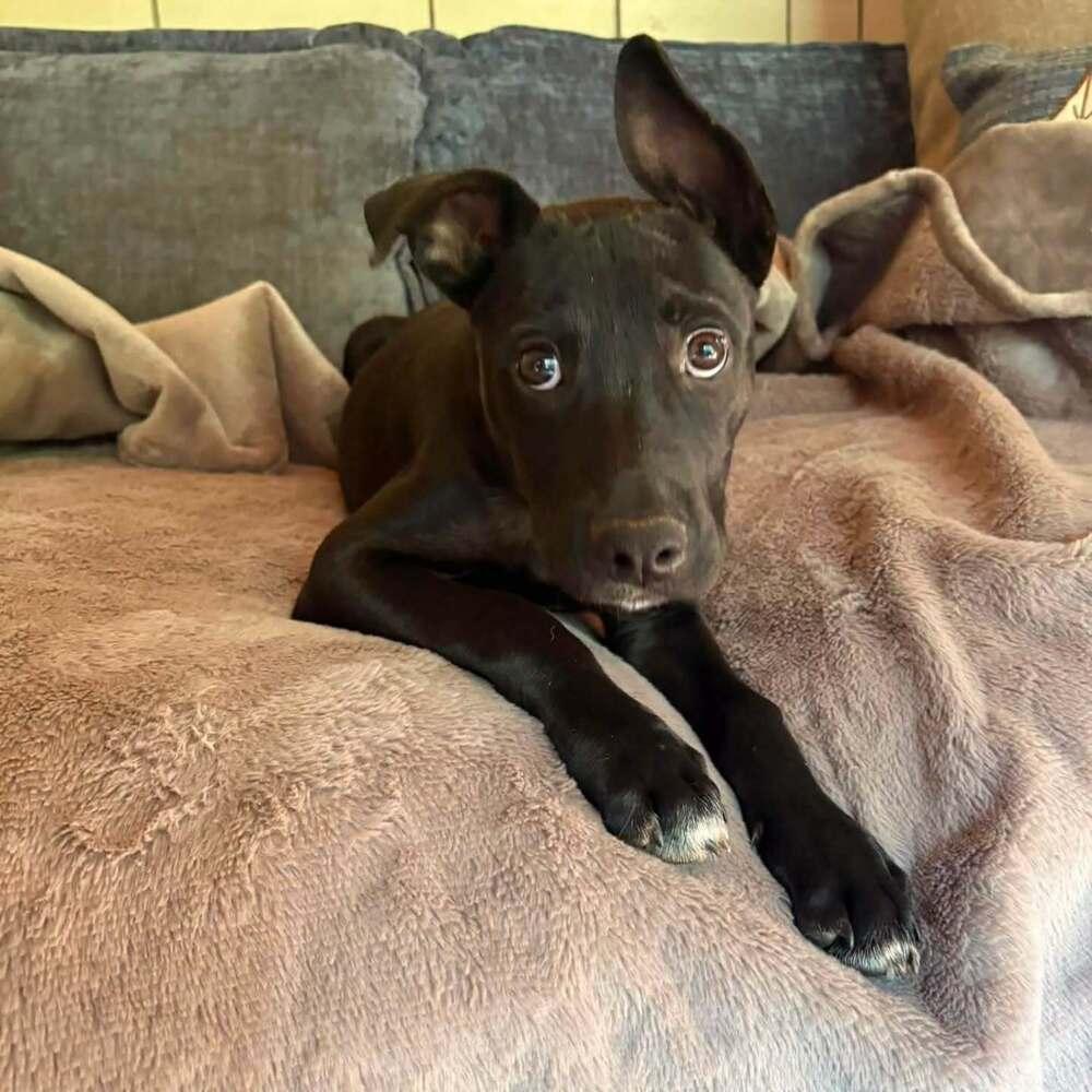 Enlarge Yogi, a Adoptable mixed breed in Gillsville, GA image 2/6