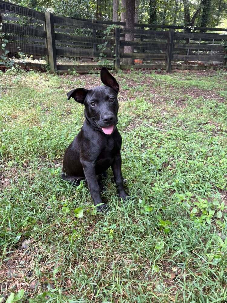 Enlarge Yogi, a Adoptable mixed breed in Gillsville, GA image 3/6