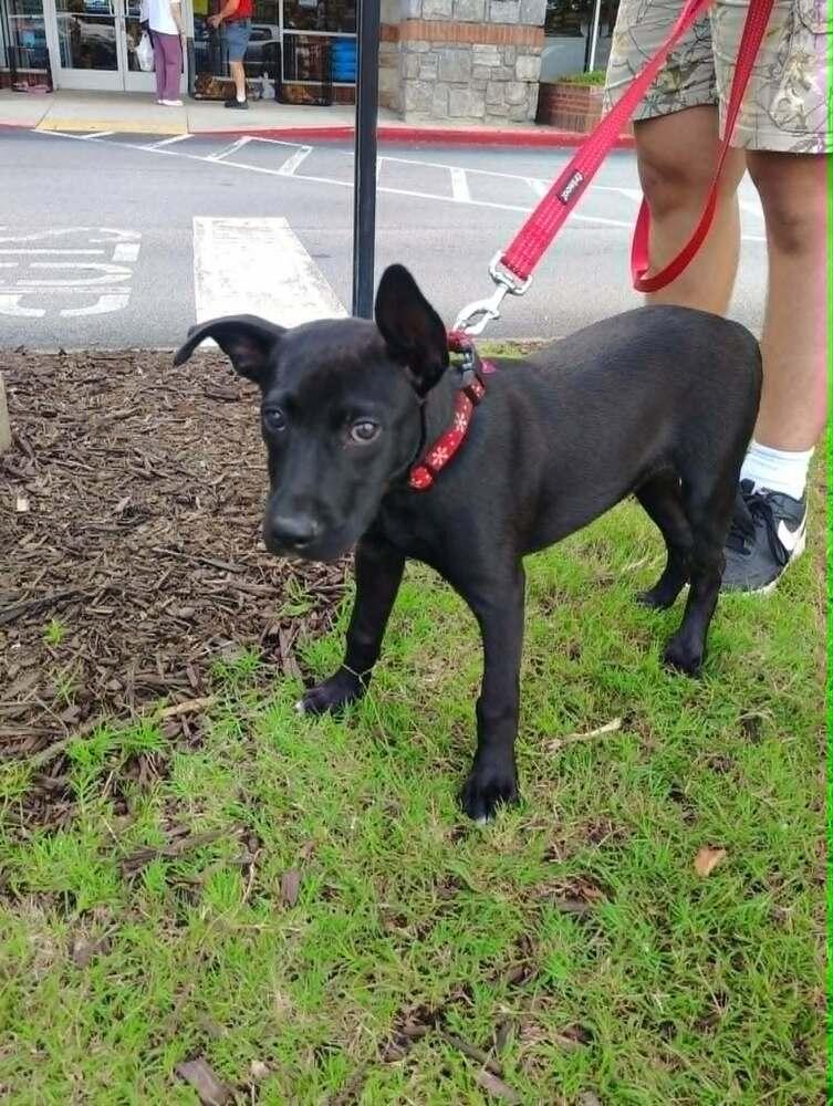 Enlarge Yogi, a Adoptable mixed breed in Gillsville, GA image 4/6