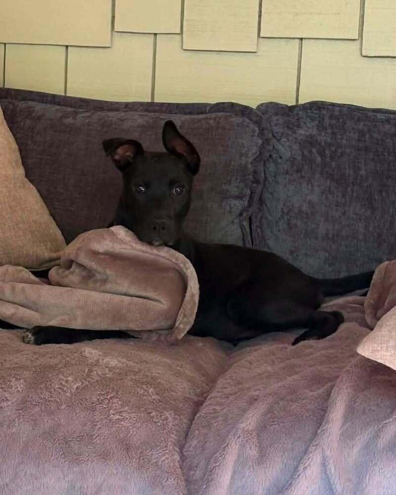 Enlarge Yogi, a Adoptable mixed breed in Gillsville, GA image 6/6