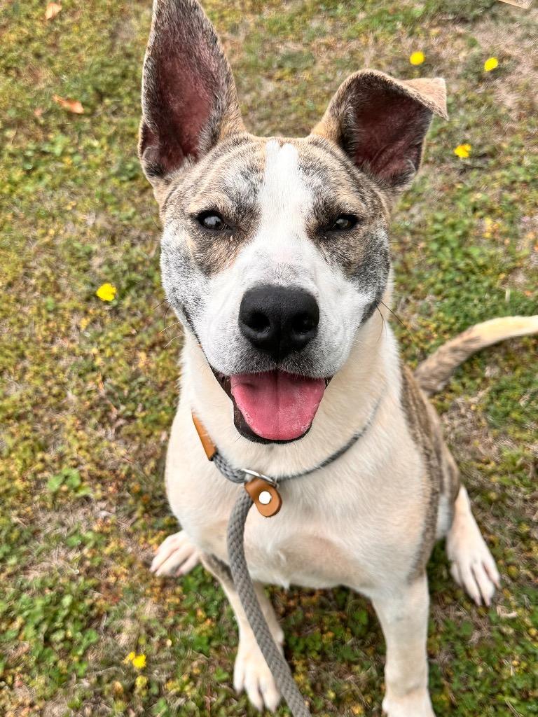 Delilah, Adoptable, Young Female Pit Bull Terrier & Mixed Breed.