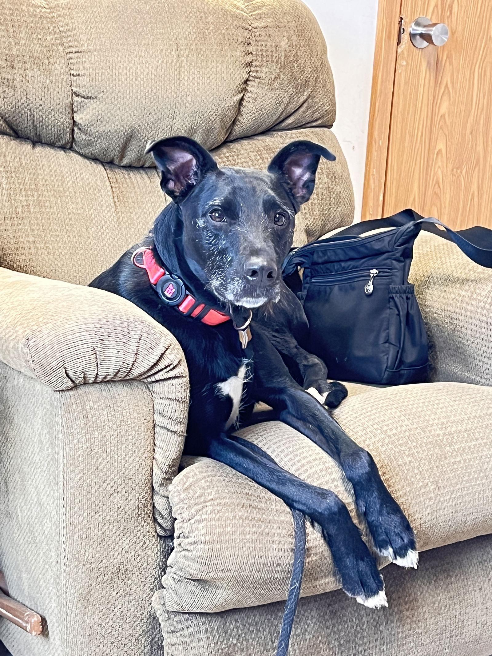 Abby, Adoptable, Adult Female Whippet.